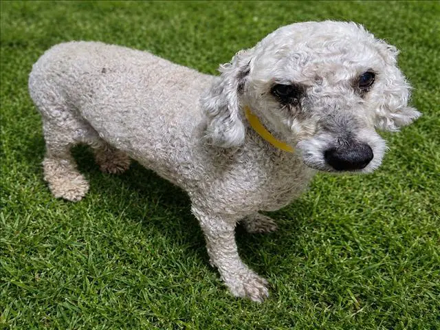 Koda Bear - Poodle (Miniature)