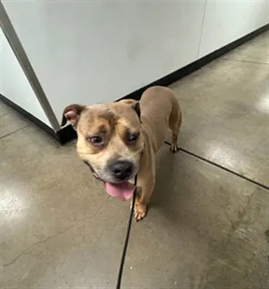 Max - Pit Bull Terrier