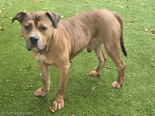 Max - Pit Bull Terrier