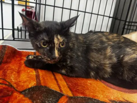 Brindle - Domestic Short Hair