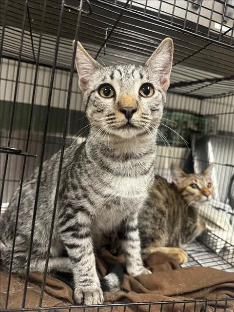 Little Joe - Domestic Short Hair