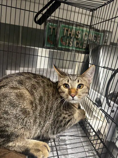 Yoyo - Domestic Short Hair