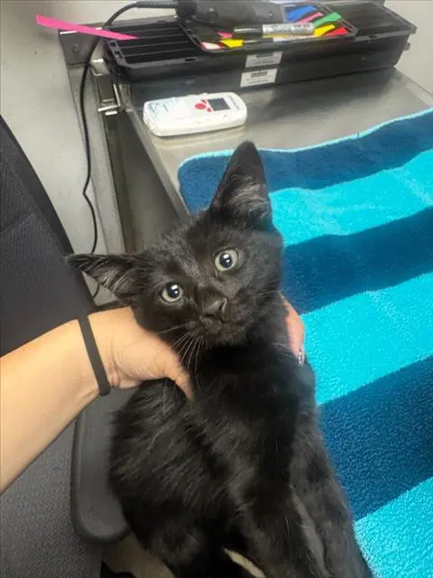 Ekler - Domestic Short Hair