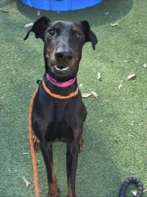 Beva - Doberman Pinscher
