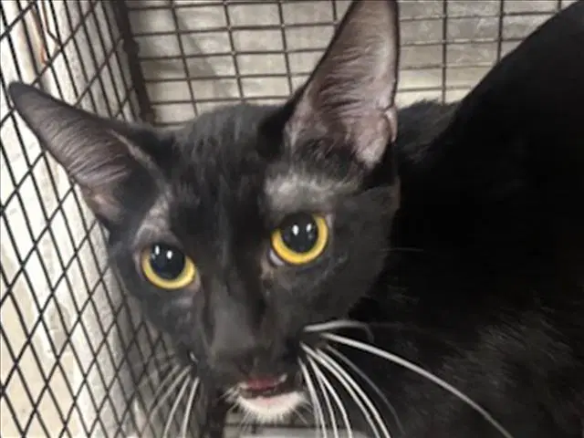 Dusk - Domestic Short Hair