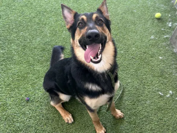 Jacob - German Shepherd Dog