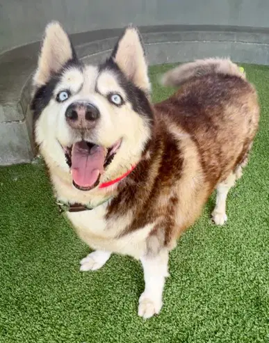 Max - Siberian Husky