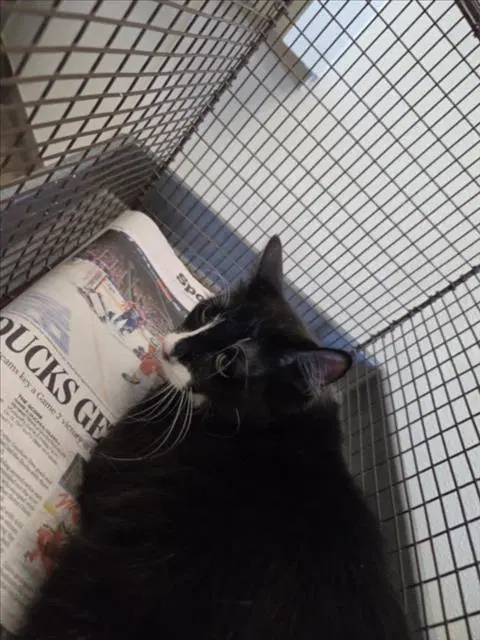 Susu - Domestic Short Hair