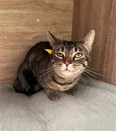 Foxy - Domestic Short Hair