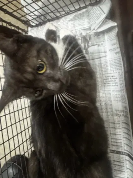 Montana - Domestic Short Hair