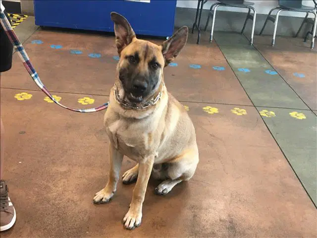 Roco - German Shepherd Dog