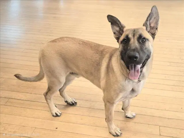 Roco - German Shepherd Dog
