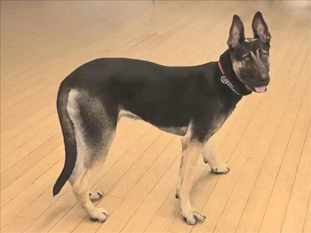 Bo - German Shepherd Dog