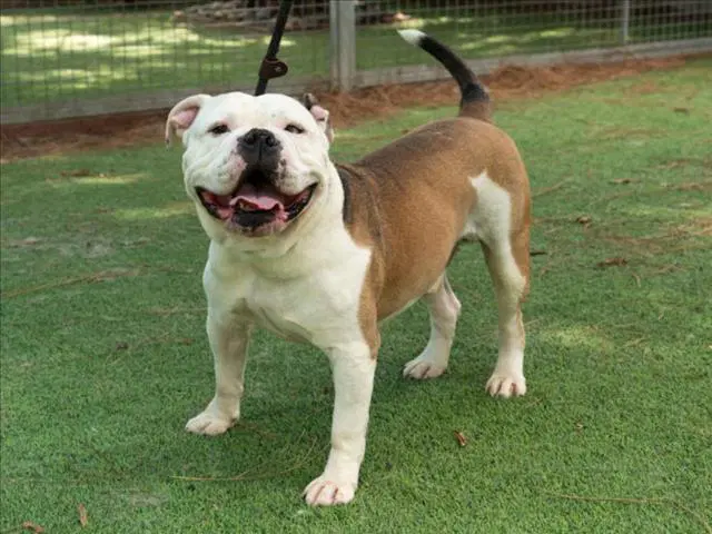 Mojo - Bulldog