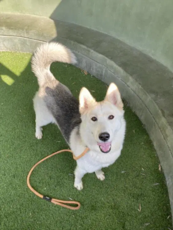 Pinta - Siberian Husky