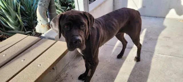 Tennessee - Cane Corso Mastiff