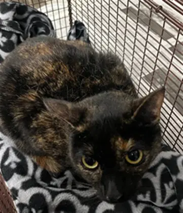 Stormy - Domestic Short Hair