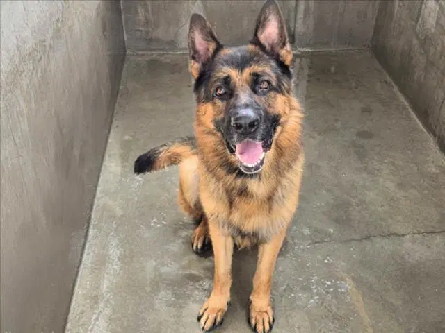Rocky - German Shepherd Dog