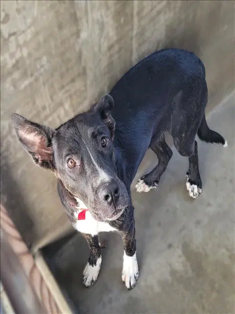 Luna - Australian Kelpie