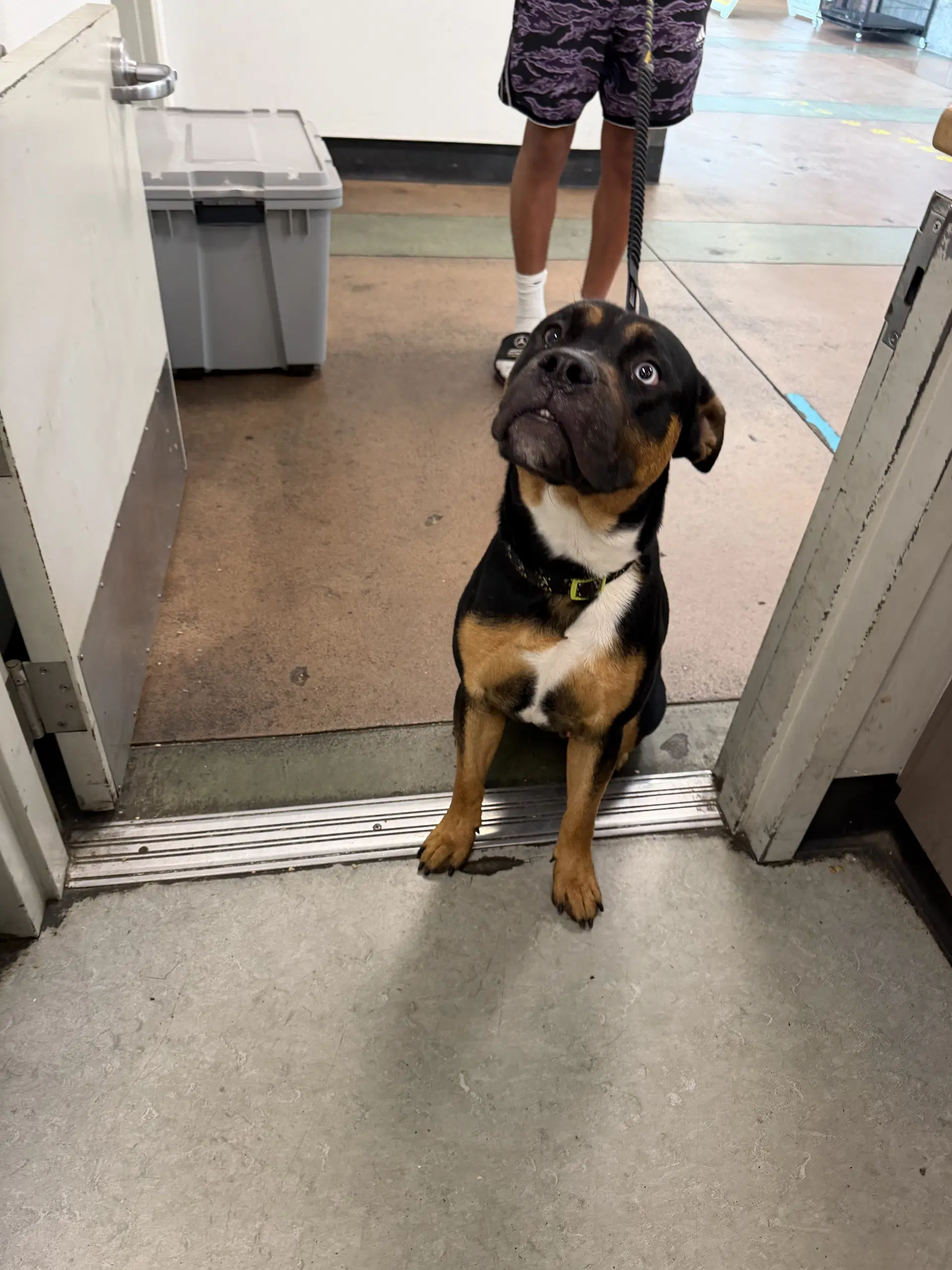 Dash - Rottweiler