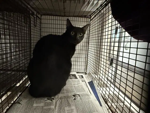 Onyx - Domestic Short Hair