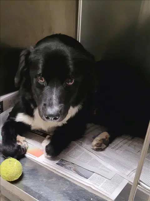 Kommander - Border Collie