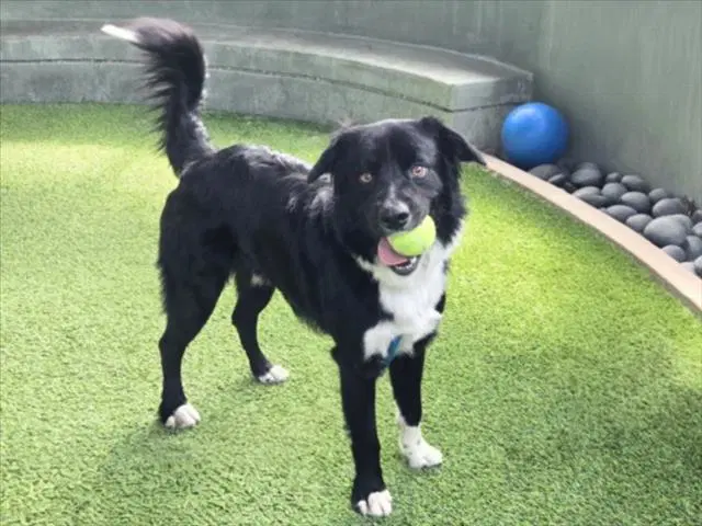 Kommander - Border Collie