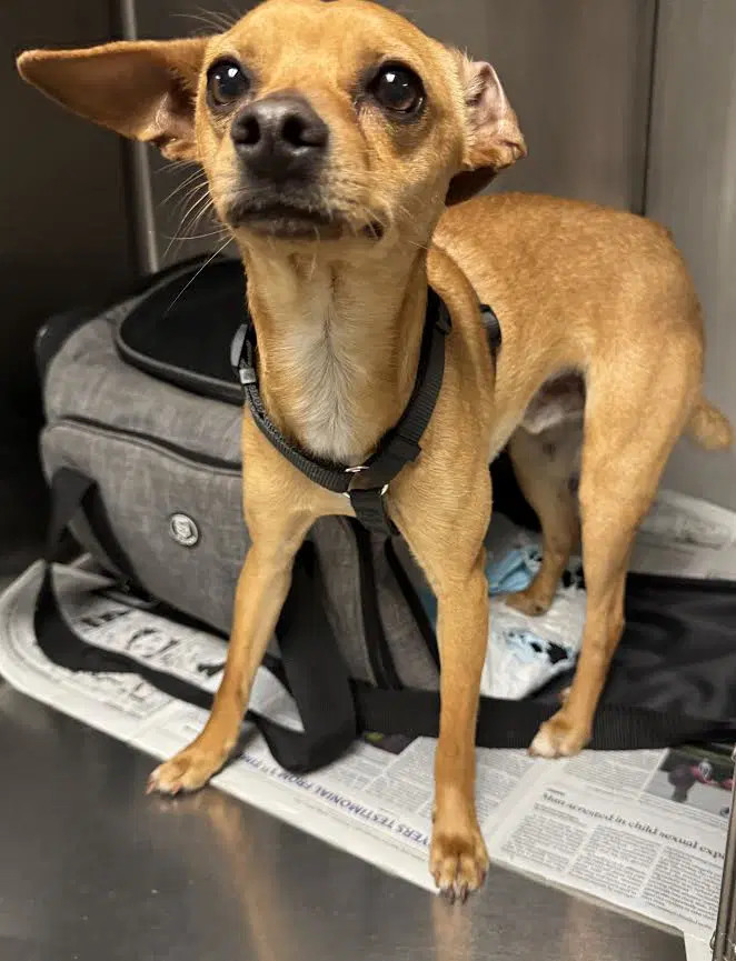 Mr Puppy - Chihuahua