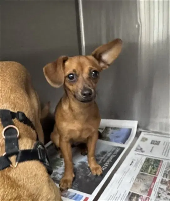 Lucy - Chihuahua