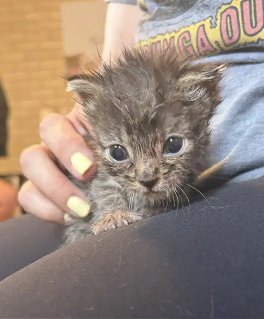 Champ - Domestic Short Hair