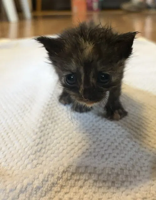 Twixie - Domestic Short Hair