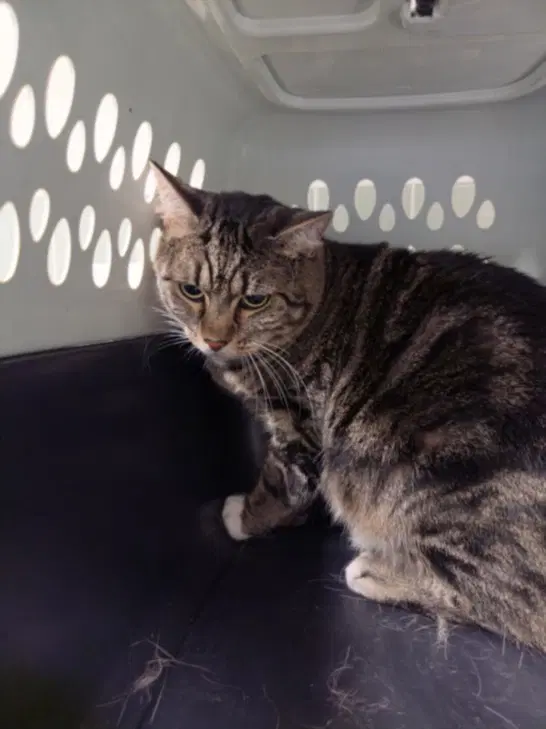 Dior - Domestic Medium Hair