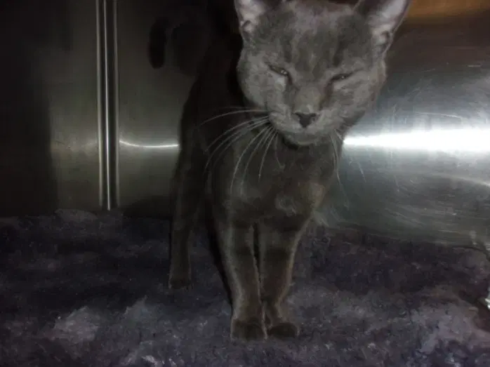 Thunder Heart - American Shorthair