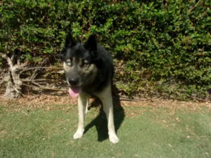 Merlin - Husky