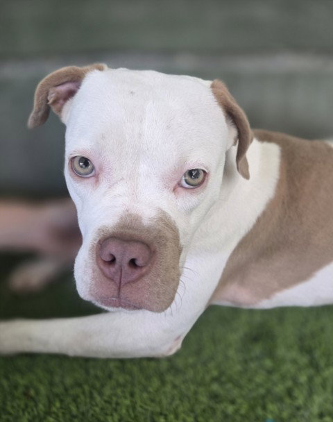HERA, a dog for adoption from East Valley Animal Care and Control Center