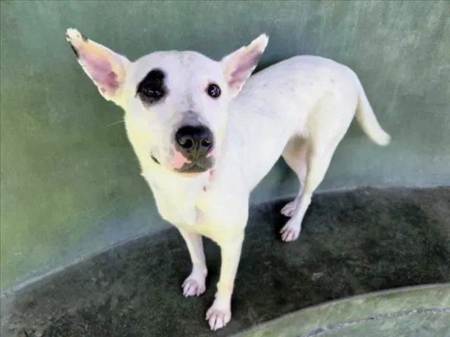 Rosey - Pit Bull Terrier