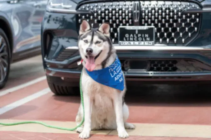 Honey - Siberian Husky
