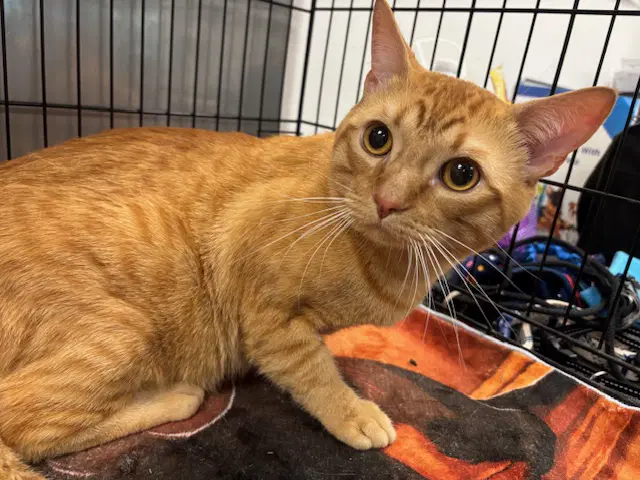 Bowie - Domestic Short Hair