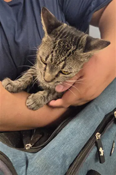 Morena - Domestic Medium Hair