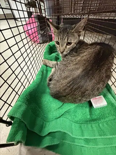 Georgette - Domestic Short Hair