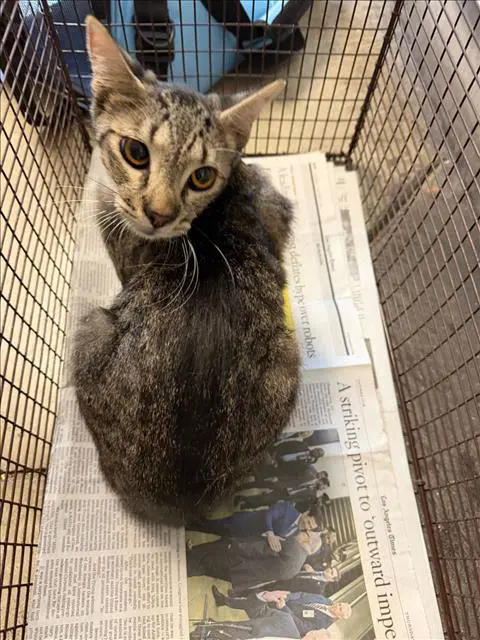 Bolise - Domestic Short Hair