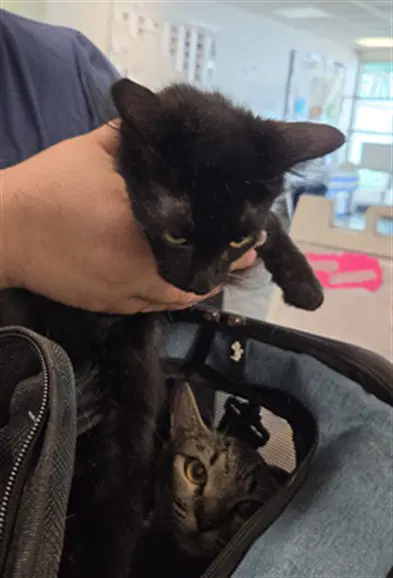 Midnight - Domestic Medium Hair