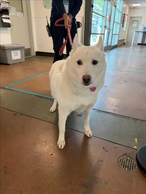 Lassie - Husky