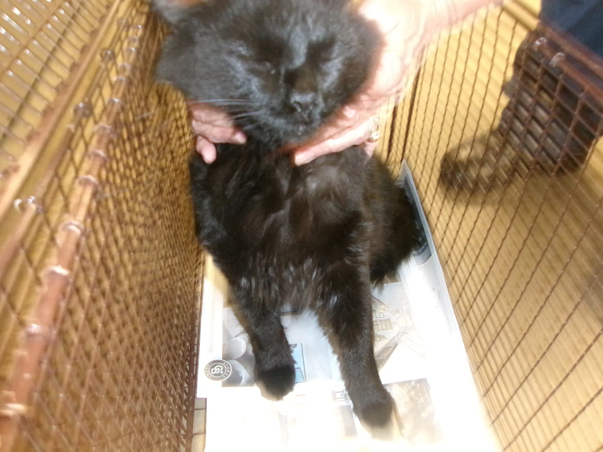 Axel - Domestic Short Hair