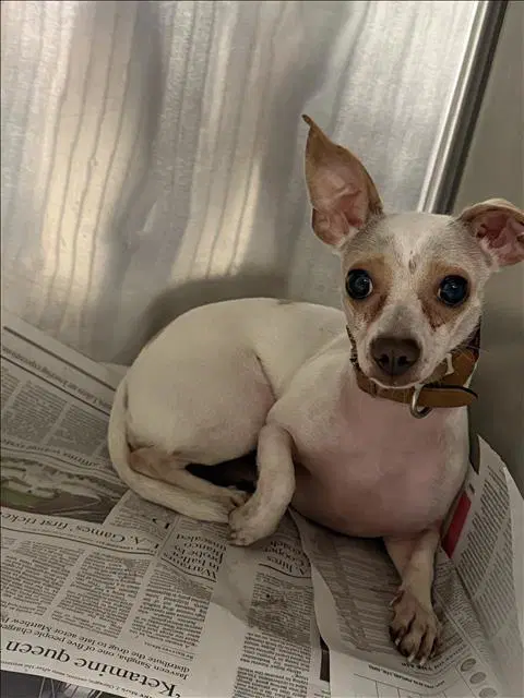 Baby Girl - Chihuahua