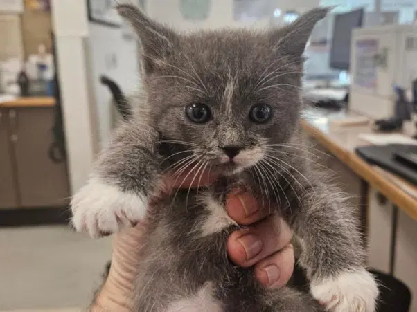 Strobe - Domestic Short Hair