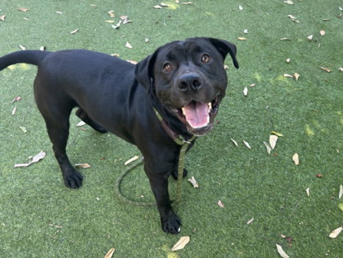 JONAH, a dog for adoption from East Valley Animal Care and Control Center