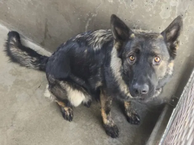 Grettel - German Shepherd Dog