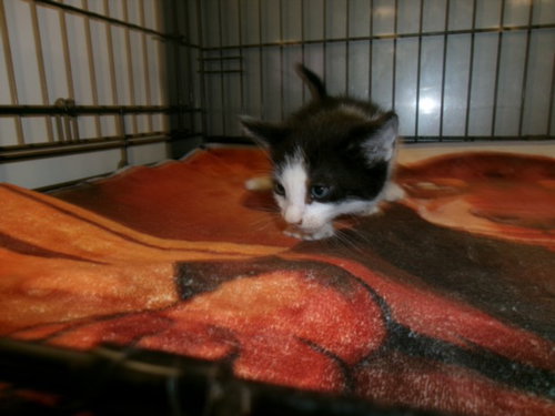picture of the cat needing adoption
