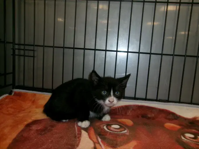 Bing - Domestic Short Hair